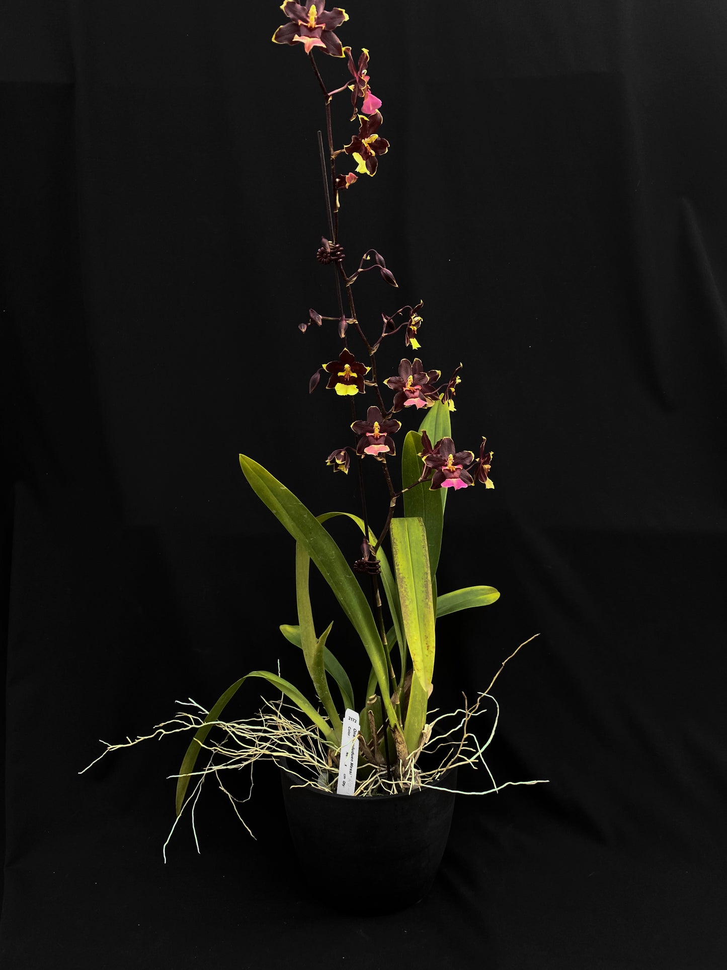 Oncidium Hwuluduen Messi '2172'