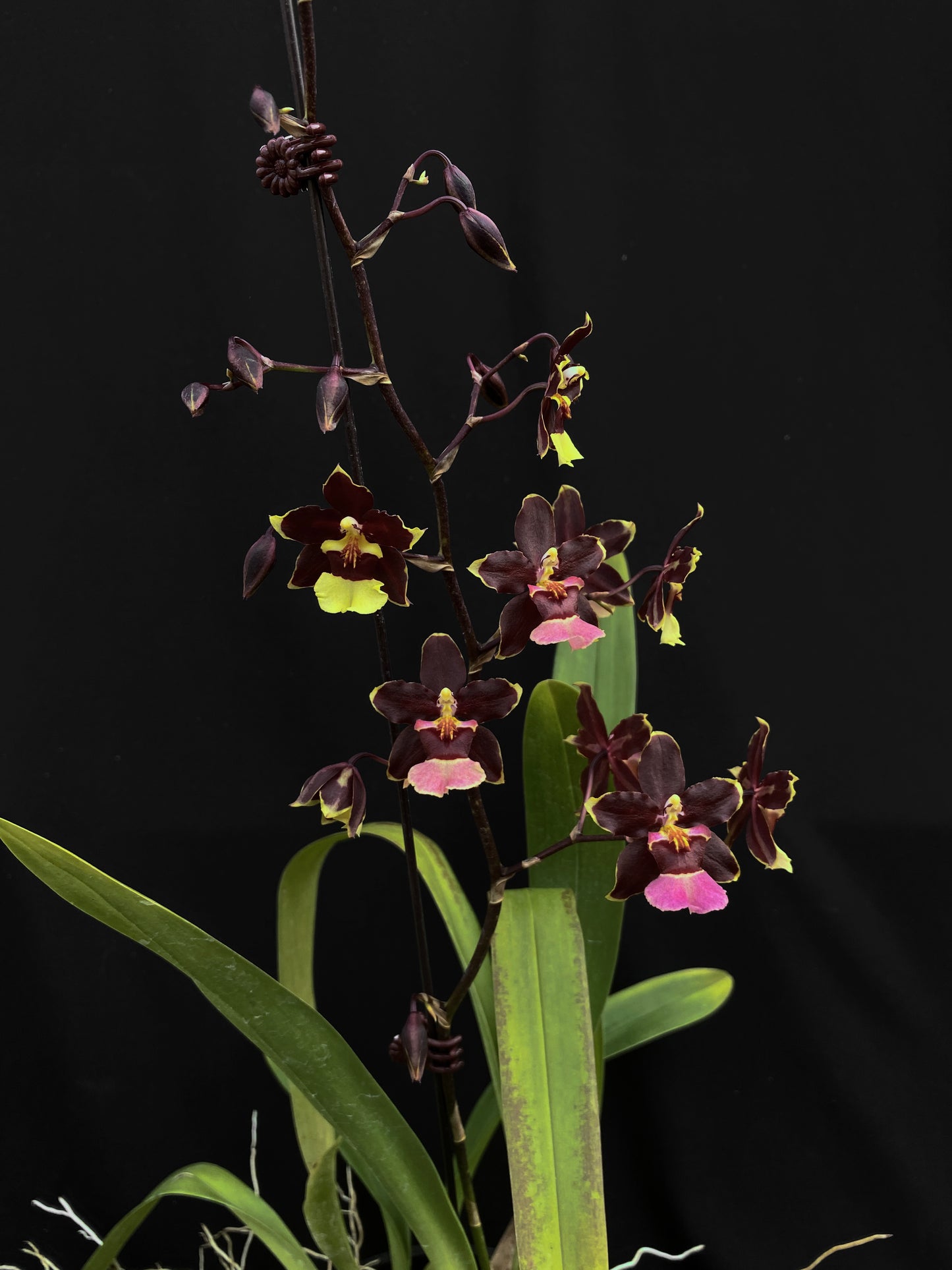 Oncidium Hwuluduen Messi '2172'