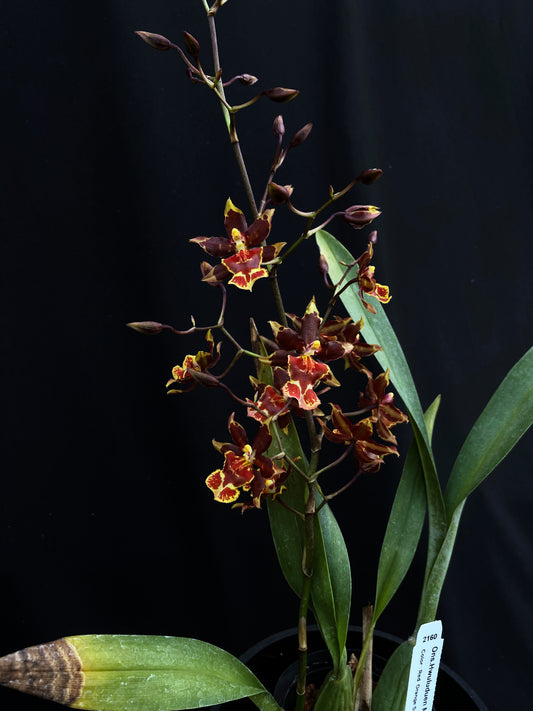 Oncidium Hwuluduen '2160'