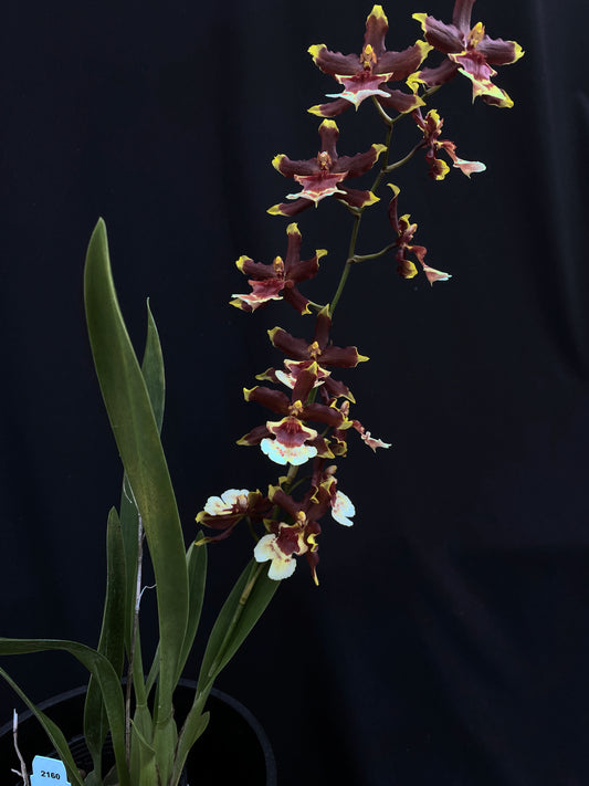 Oncidium Hwuluduen '2160'