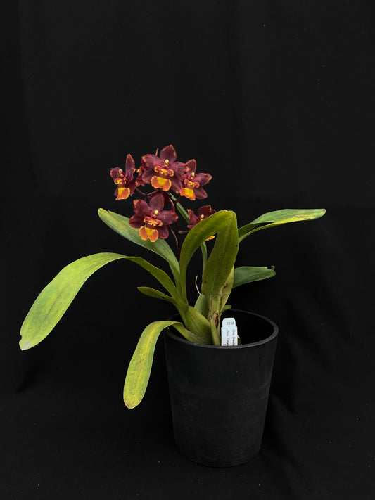 オンク フルドゥエン '2158'