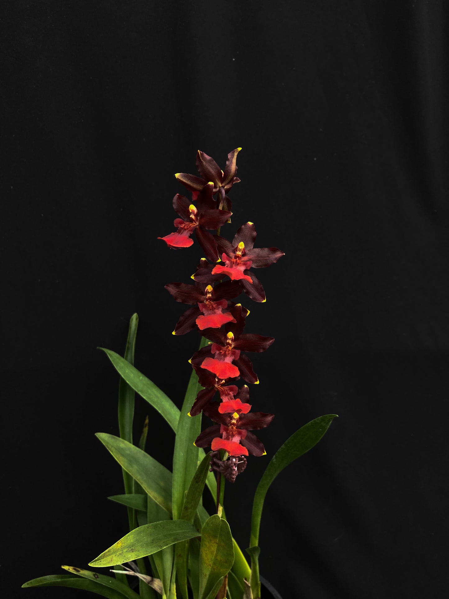 Oncidium Hwuluduen '2160'