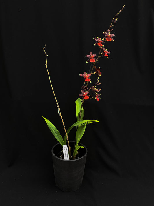 Oncidium Hwuluduen '2160'