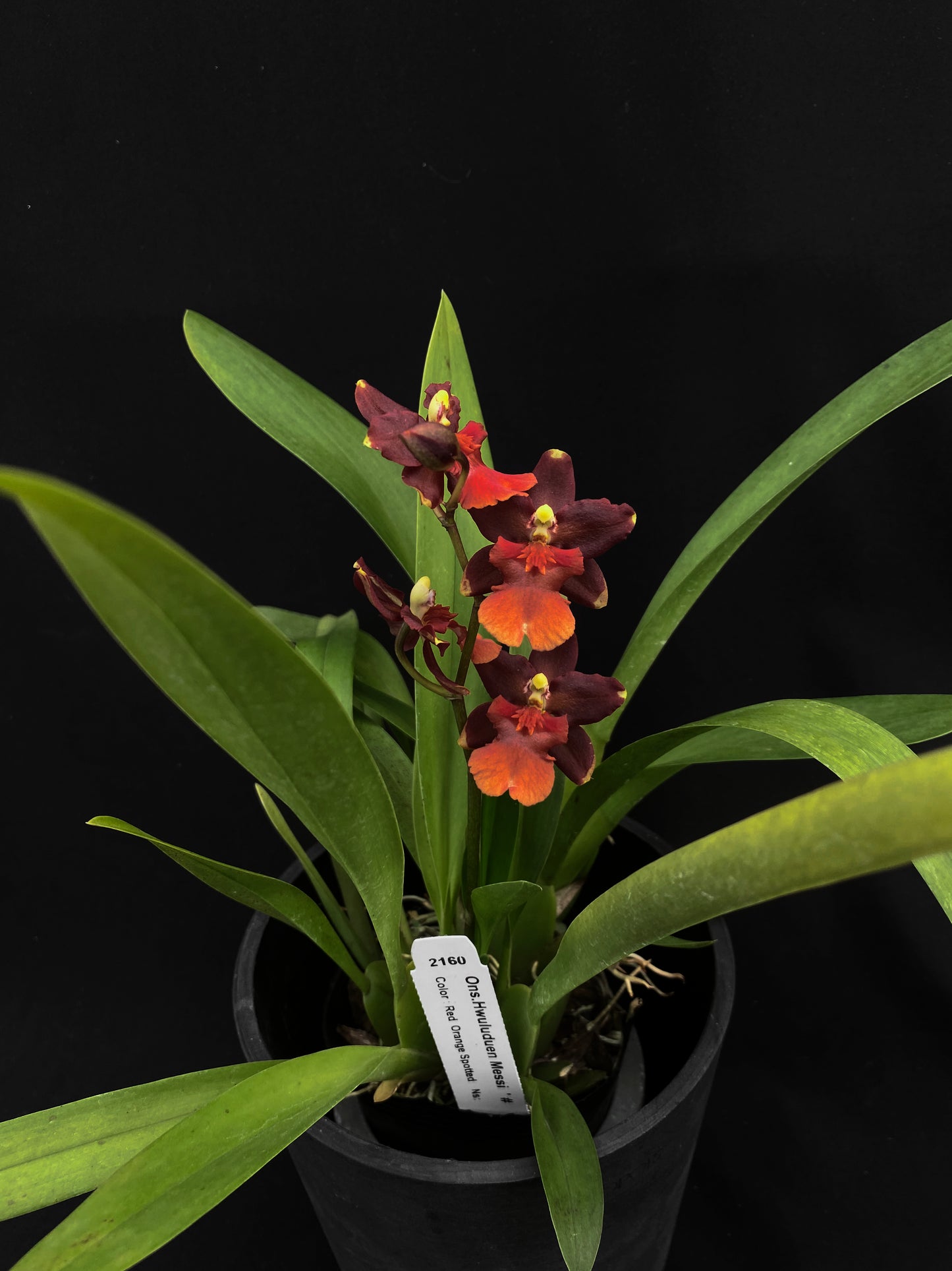 Oncidium Hwuluduen '2160'