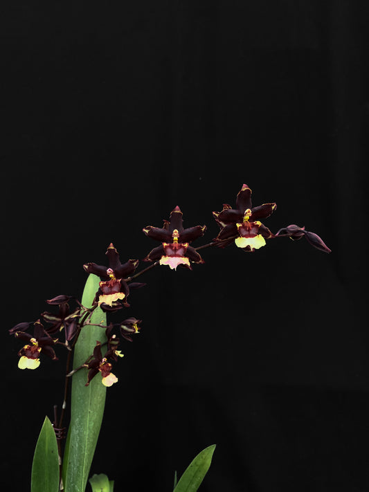 Oncidium Hwuluduen '2160'