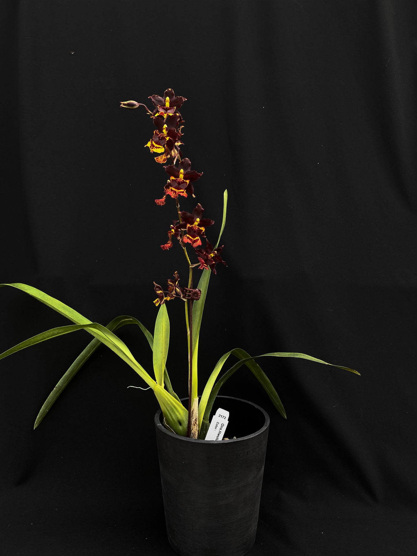 Oncidium Hwuluduen Messi '2172'