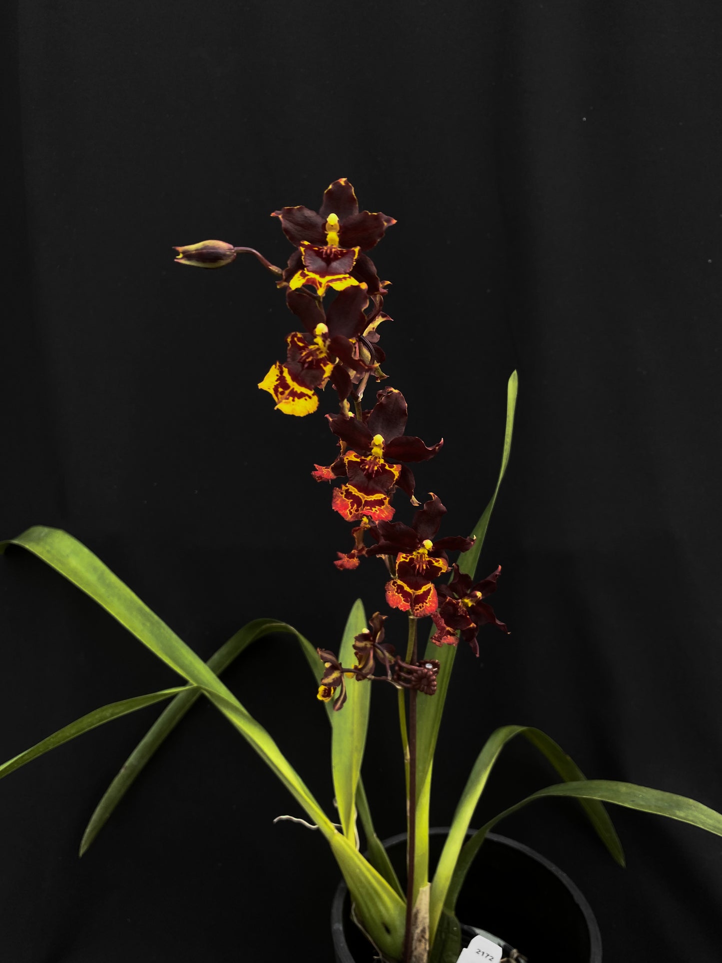 Oncidium Hwuluduen Messi '2172'