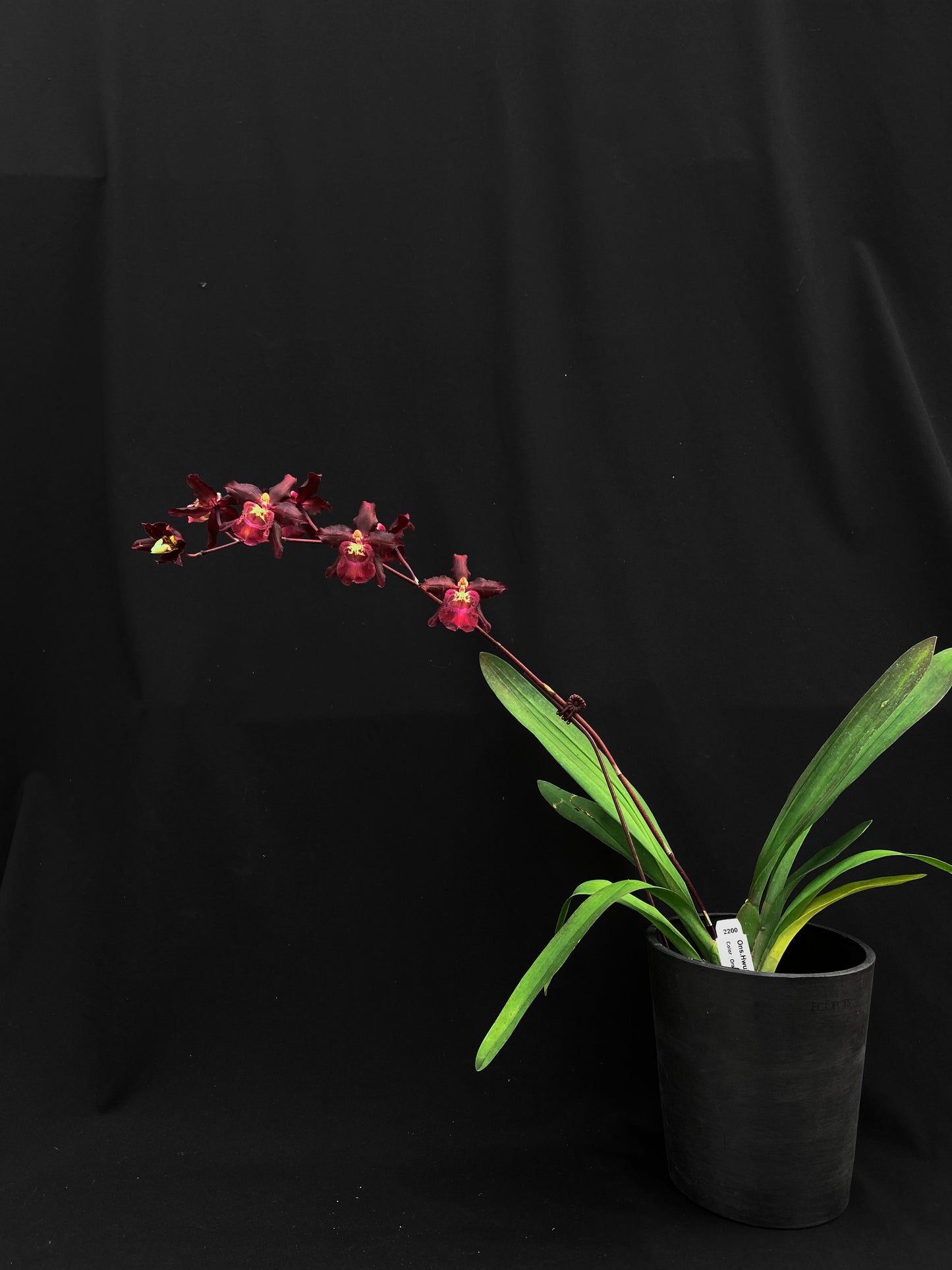 Oncidium Hwuluduen '2200'