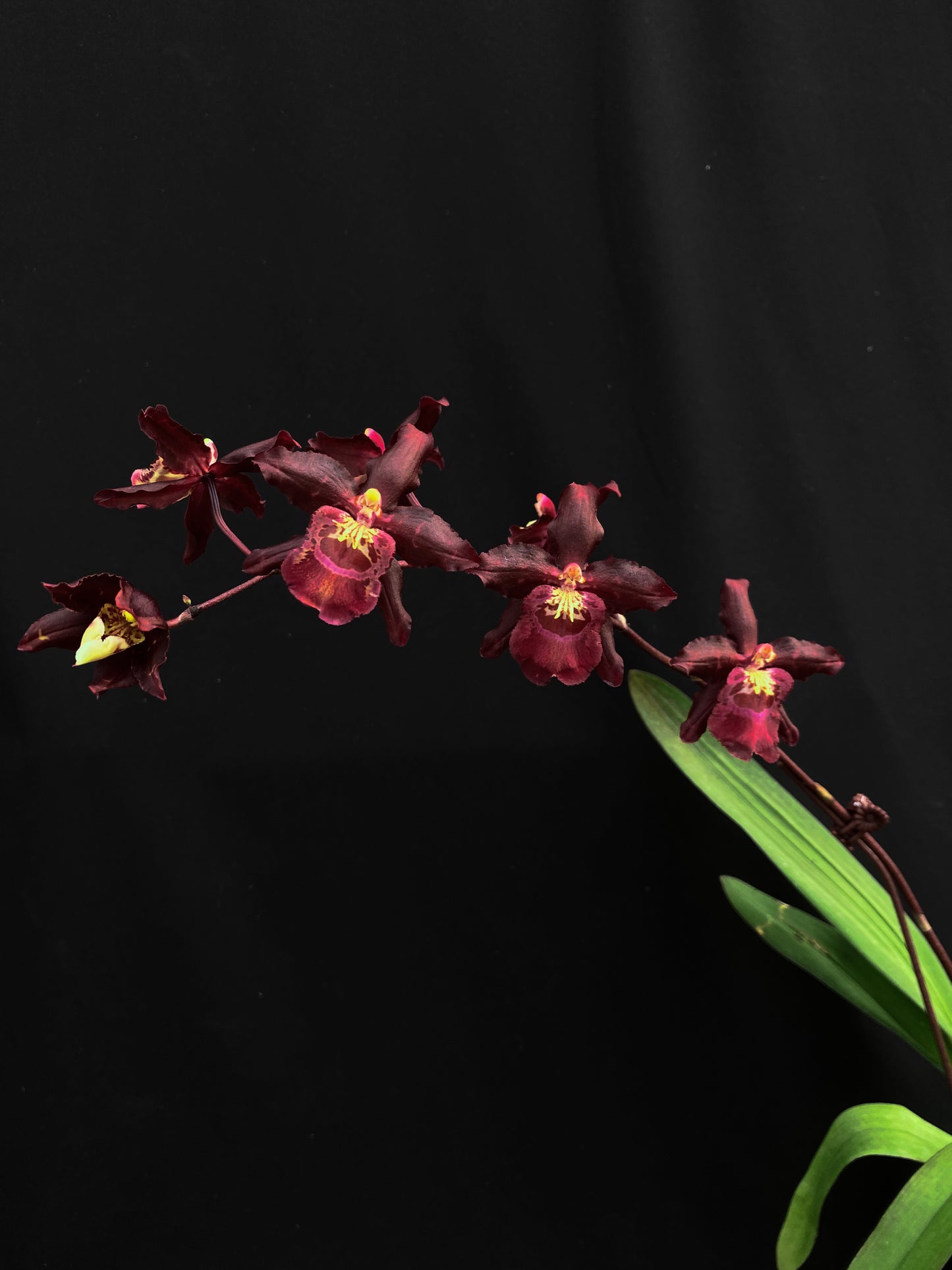 Oncidium Hwuluduen '2200'