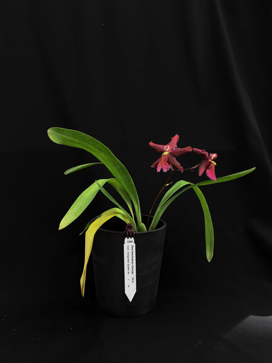 Oncidium Hwuluduen '2200'