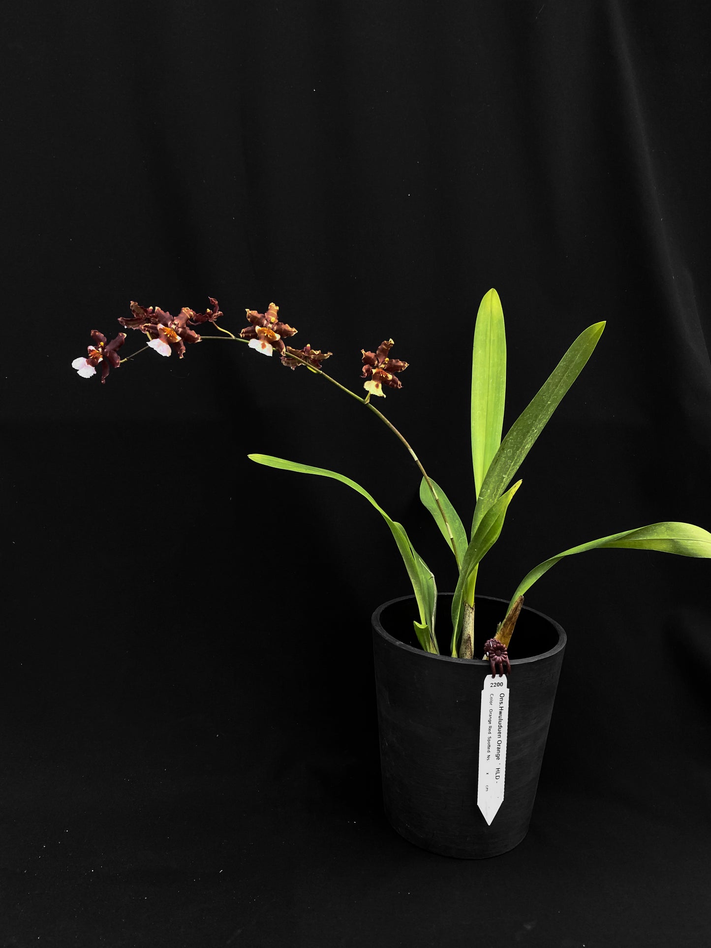 Oncidium Hwuluduen '2200'