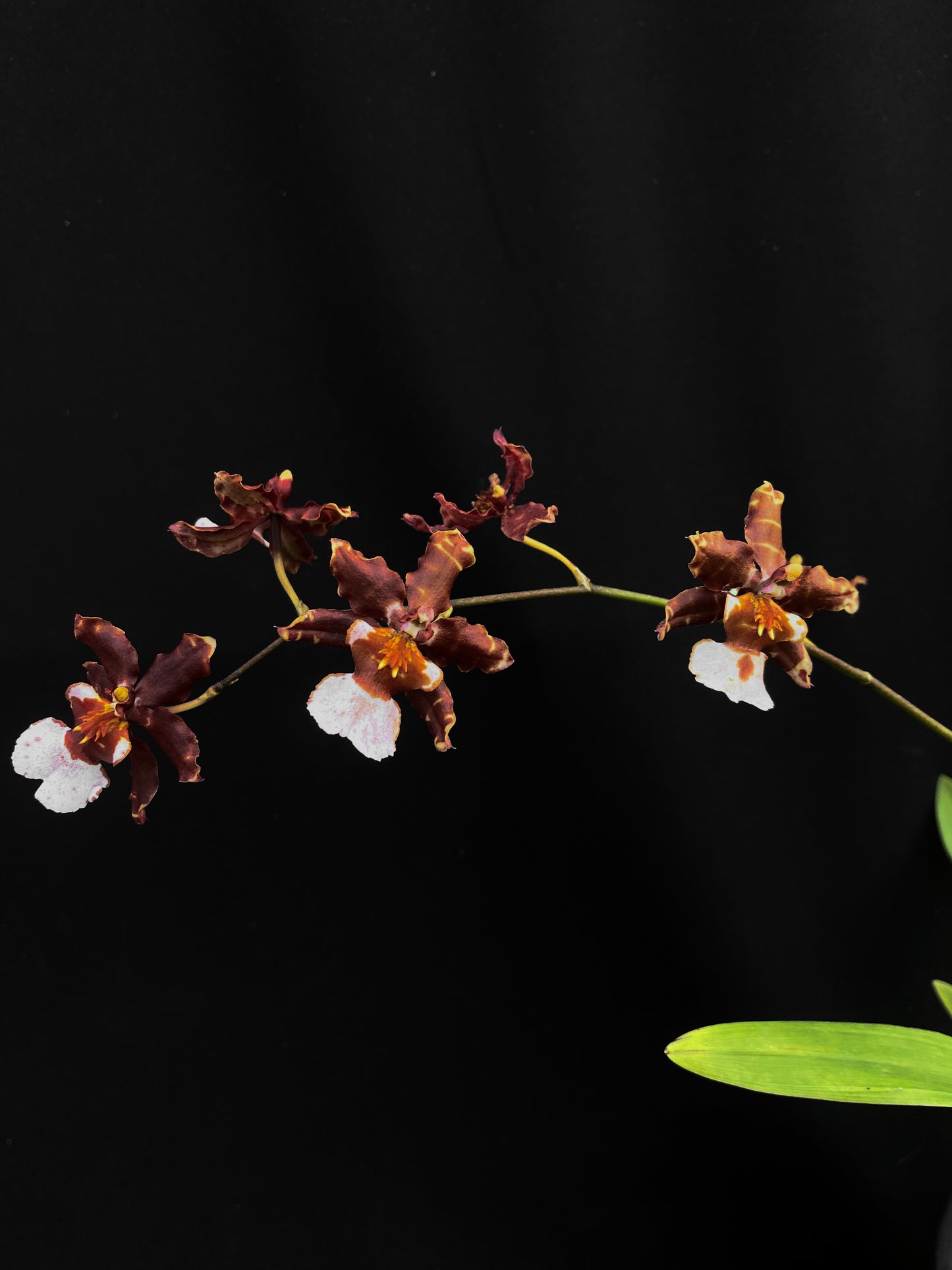 Oncidium Hwuluduen '2200'