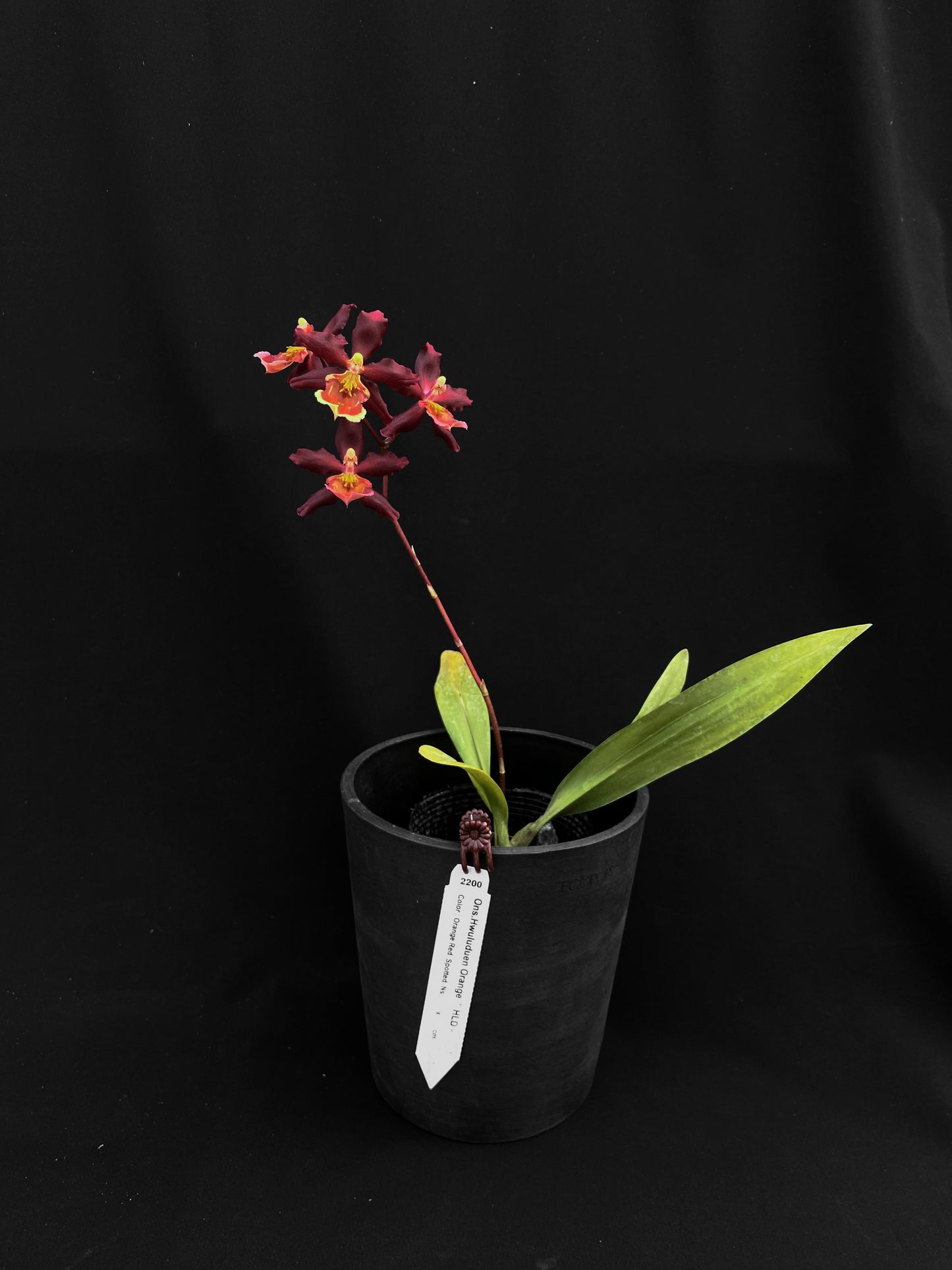 Oncidium Hwuluduen '2200'