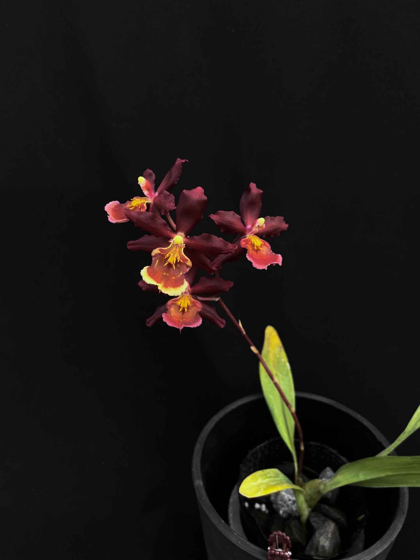 Oncidium Hwuluduen '2200'