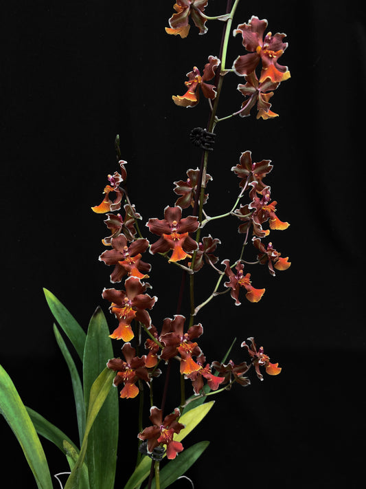 Oncidium Hwuluduen Messi '2172'