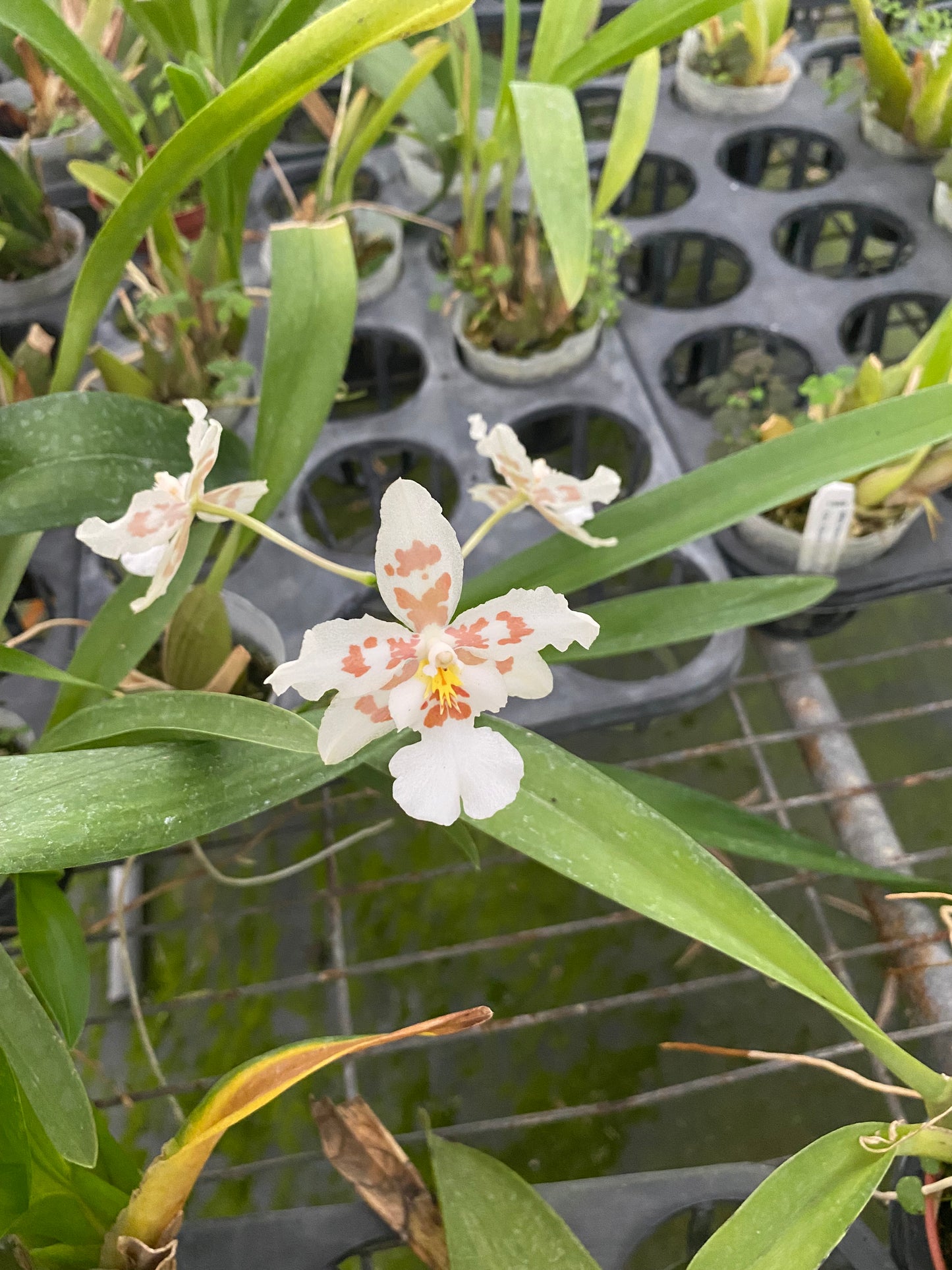 Oncidium Hwuluduen 'HLD-2141'