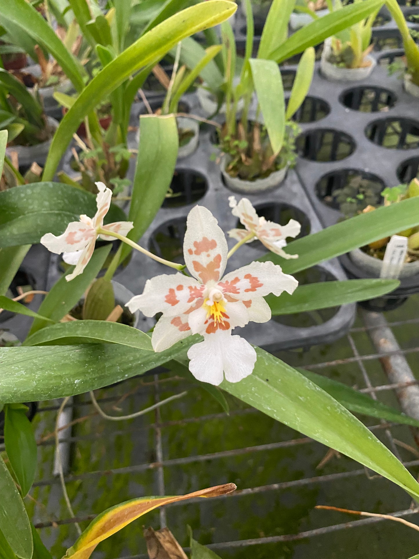 Oncidium Hwuluduen 'HLD-2141'