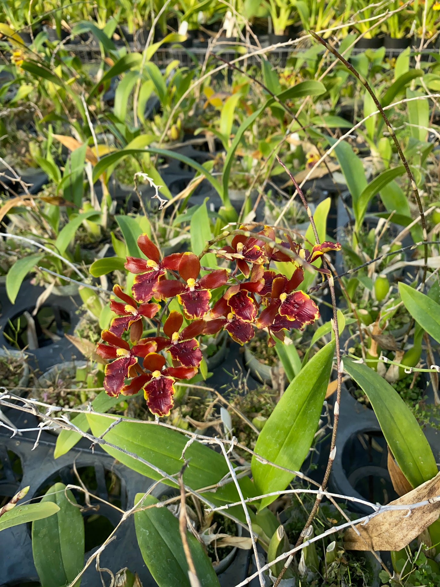 Oncidium Hwuluduen Wasp