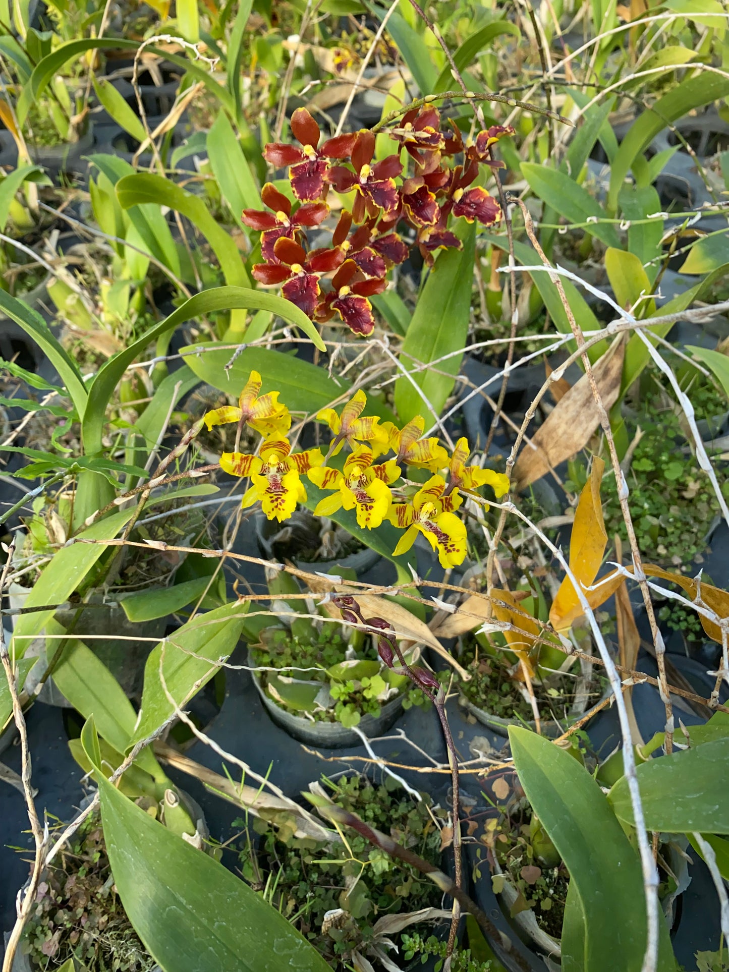 Oncidium Hwuluduen Wasp