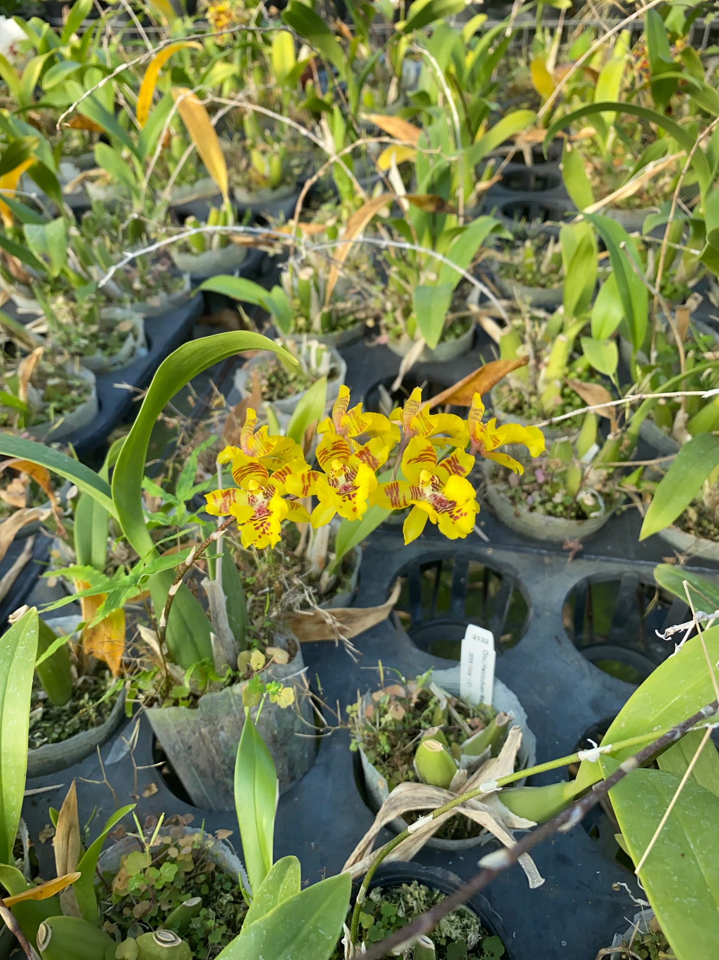 Oncidium Hwuluduen Wasp