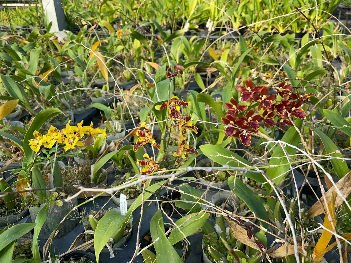 Oncidium Hwuluduen Wasp