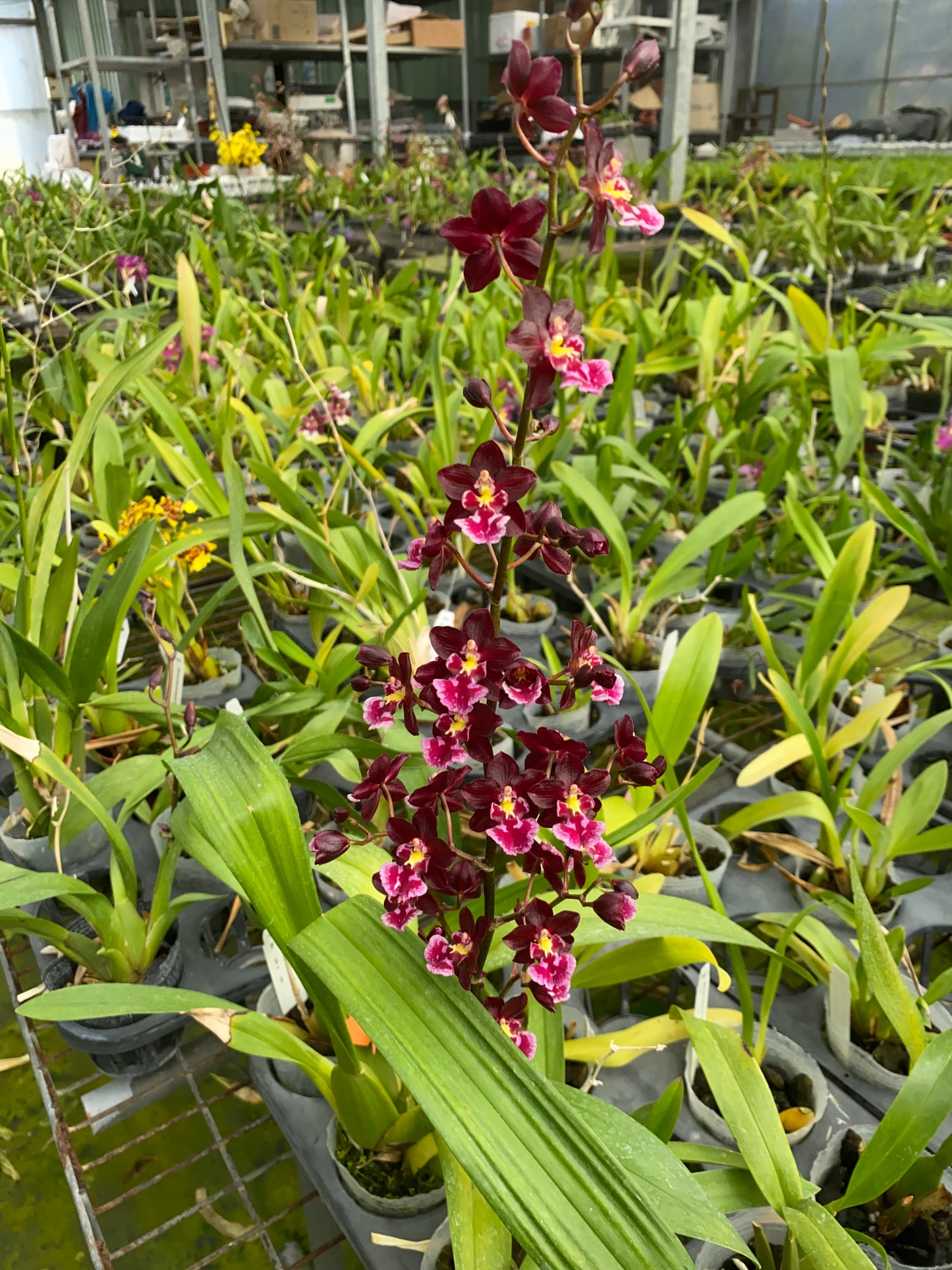 Oncidium Hwuluduen Connie 'Red Apple'