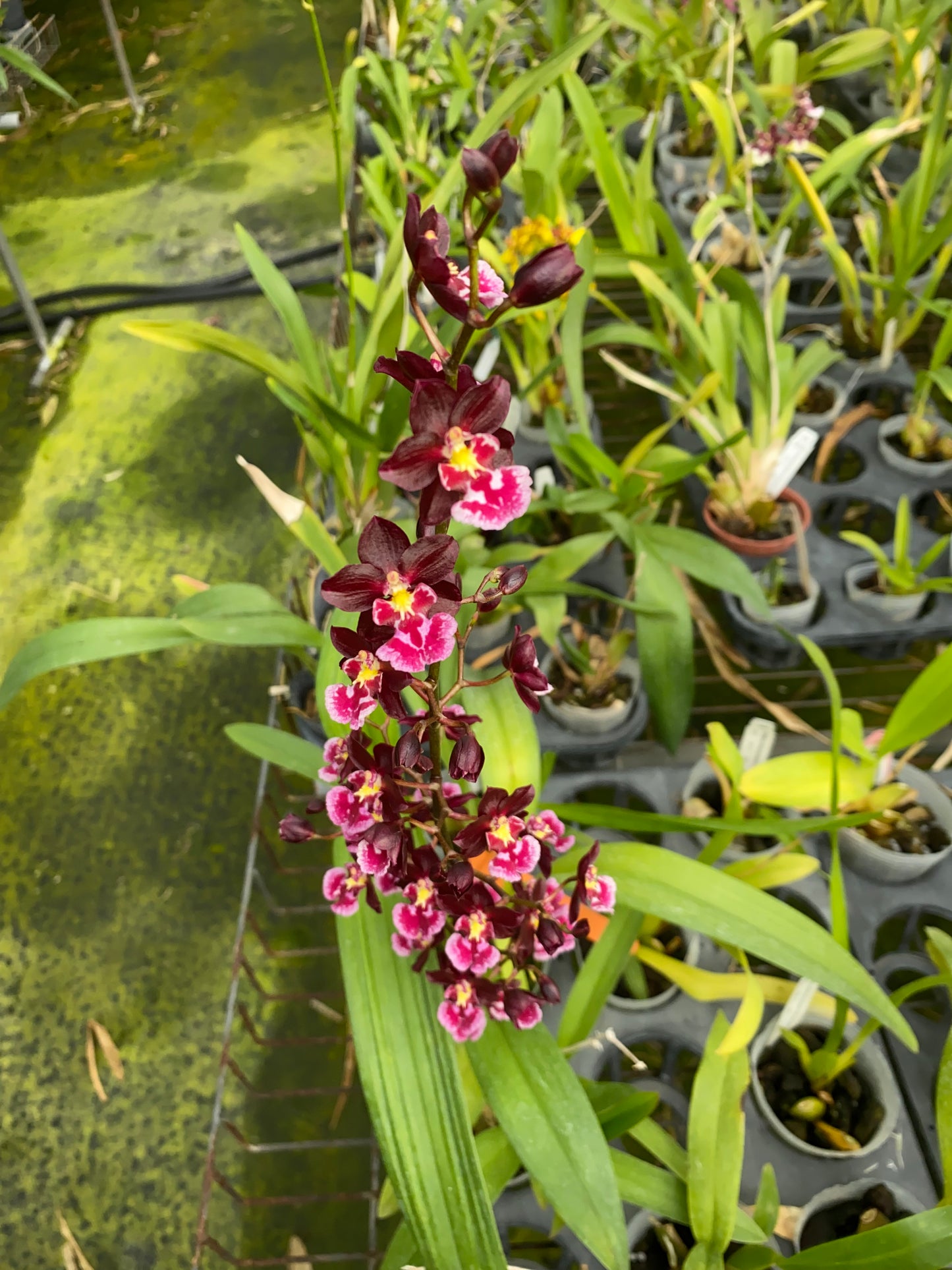 Oncidium Hwuluduen Connie 'Red Apple'