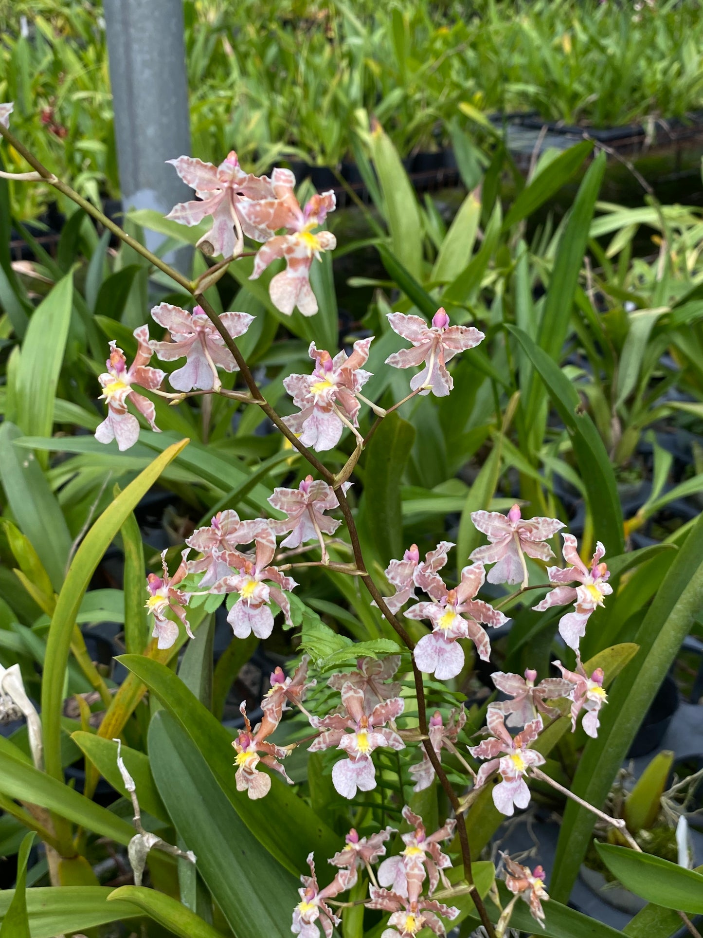 Oncidium Hwuluduen Nova ‘ 1359 ‘