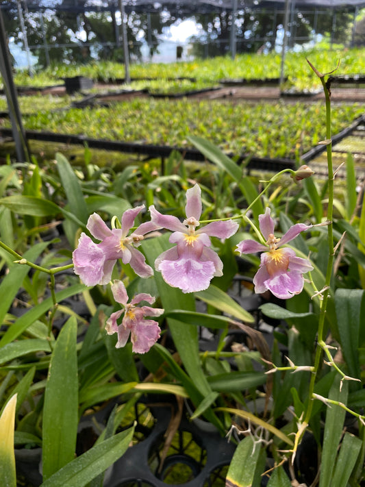 Oncidium Hwuluduen Nova ‘1359 -Pink‘