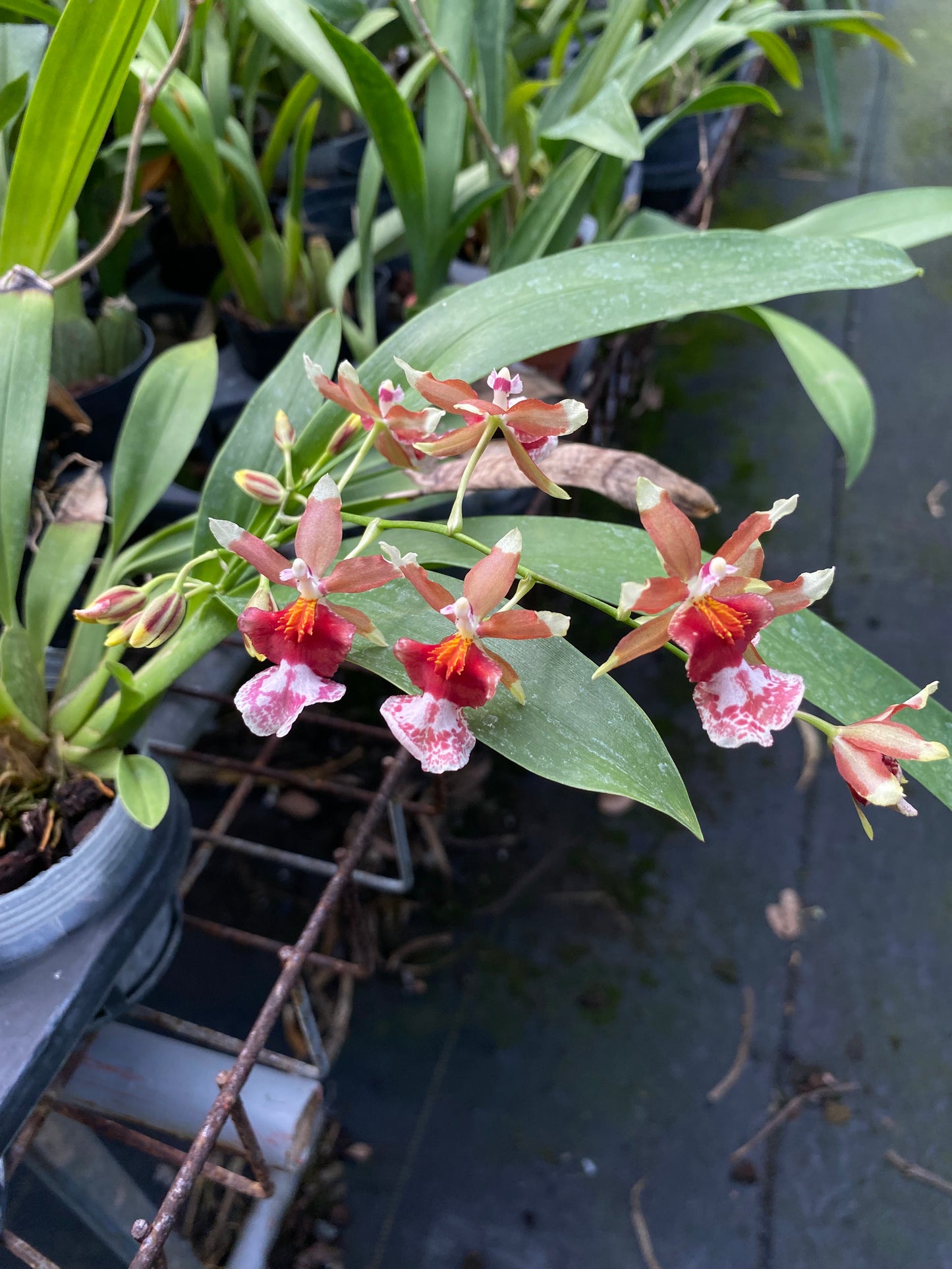 Oncidium Hwuluduen 'Pink'