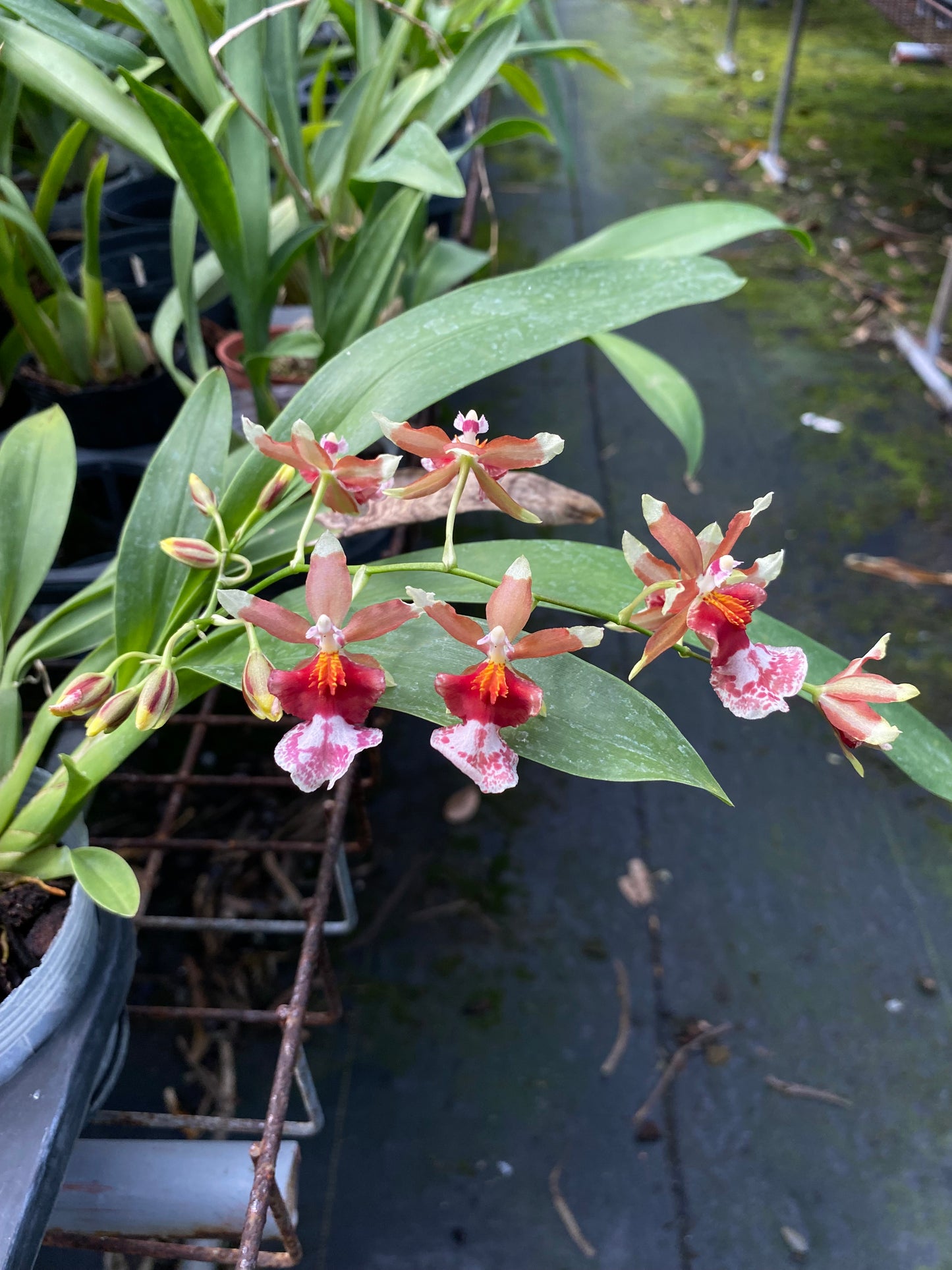 Oncidium Hwuluduen 'Pink'