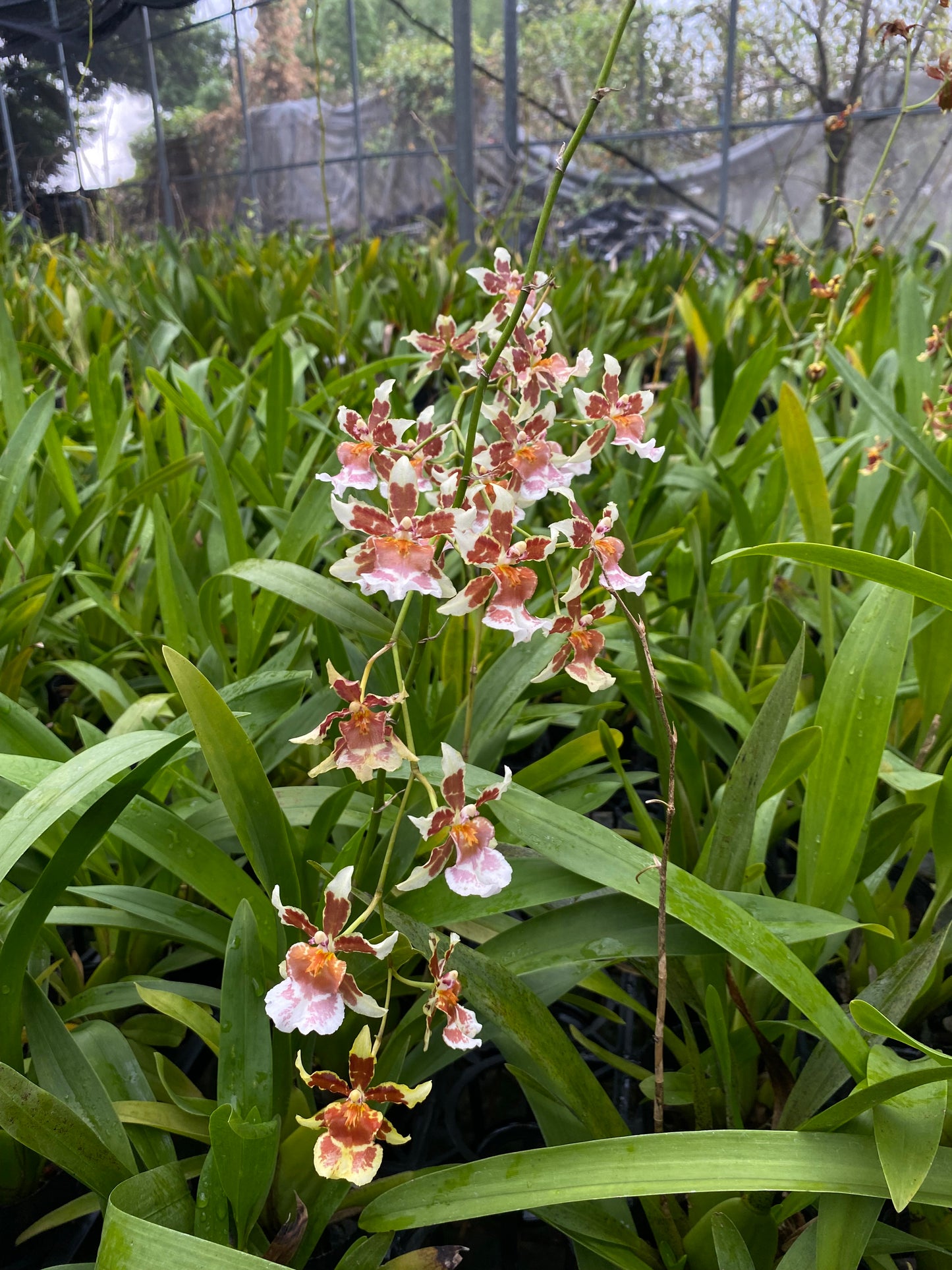 Oncidium Hwuluduen Messi ‘2172-White‘