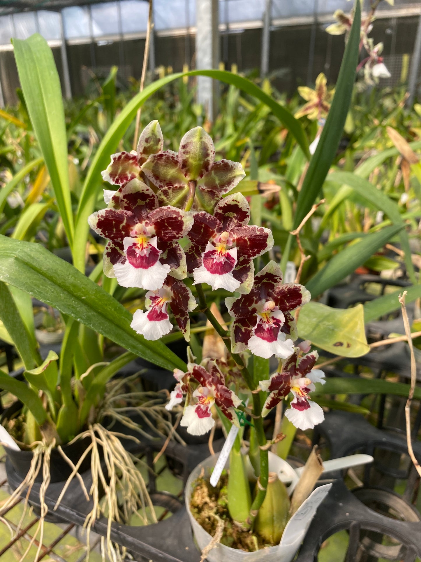 Oncidium Hwuluduen Shelley 'HLD'