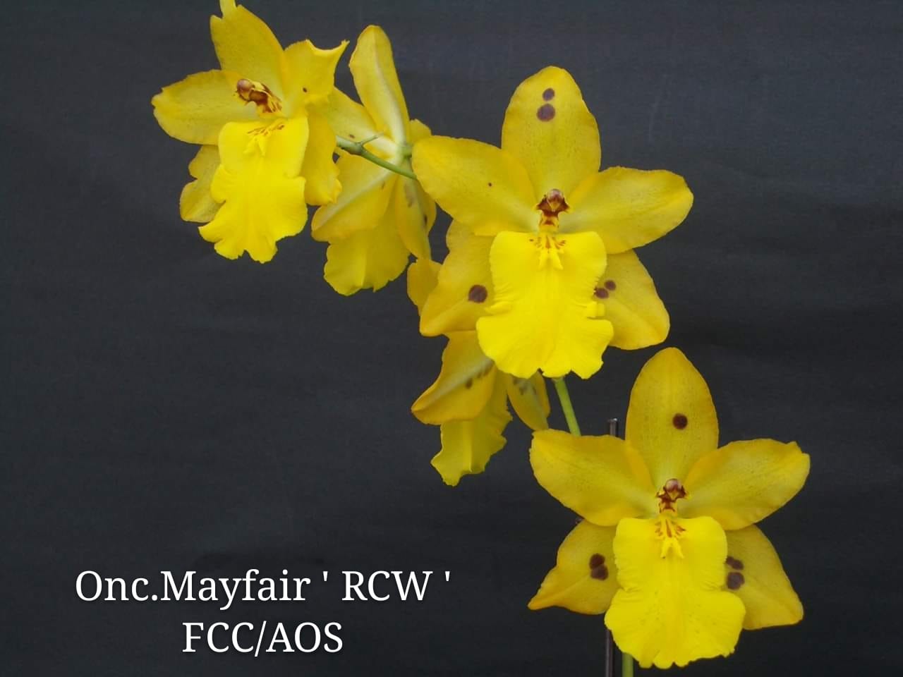 Oncidium Mayfair 'RCW'