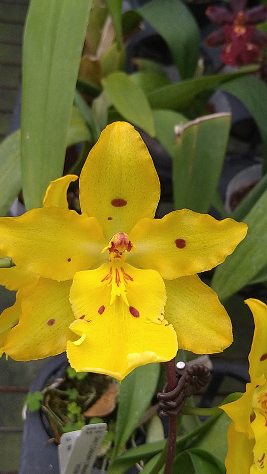 Oncidium Mayfair 'RCW'