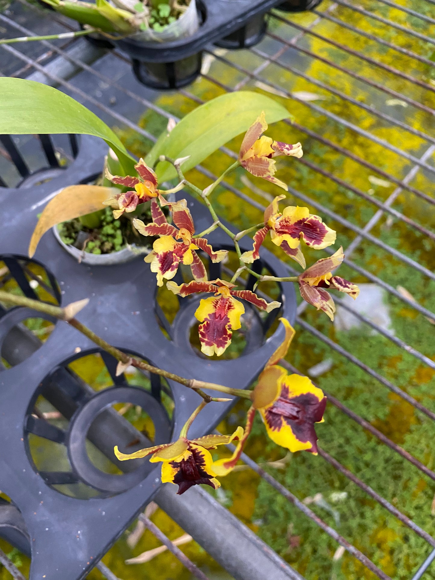 Oncidium Hwuluduen Wasp