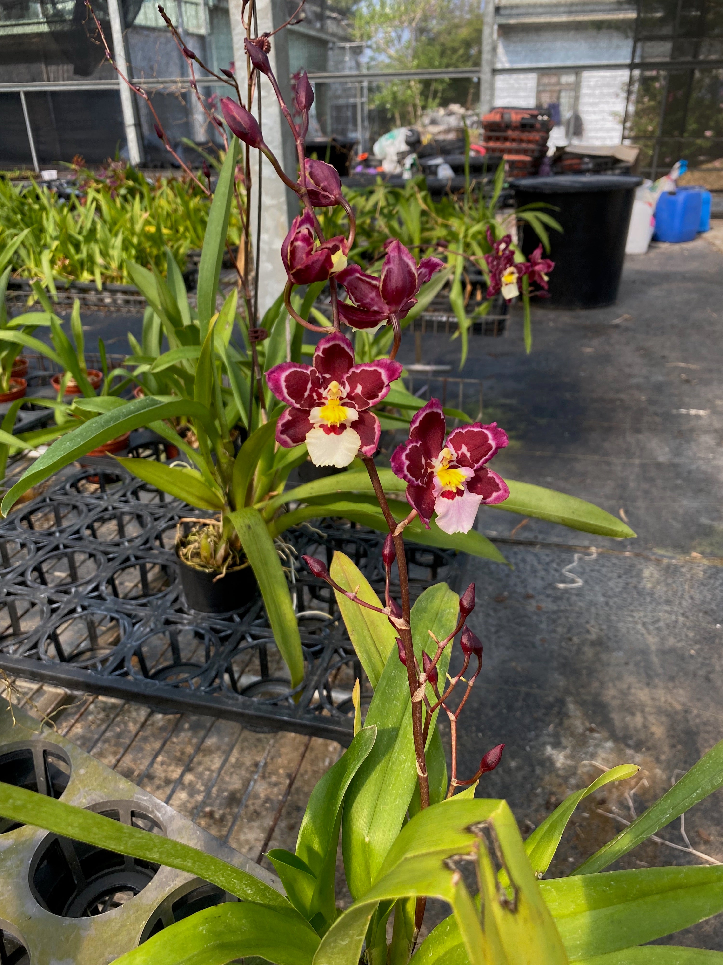 文心蘭 Oncidium: Zelenkocidium Hwuluduen Ruby Gem 'Diana' – Hwuluduen Orchids